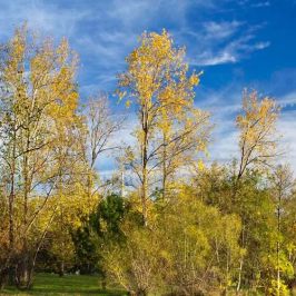 a tree in the middle of a field